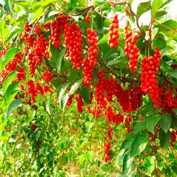 

Lemon Chinese seeds 20 PCs