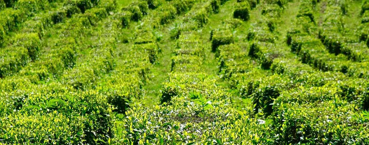 A set of Chinese tea | 6 GABA oolunov 