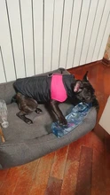 Vest Jacket Pets-Clothing Pug-Coat Puppy Dogs French Bulldog Waterproof Small Winter