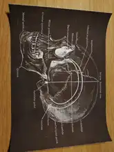 Vintage Poster Painting Skeleton Artwork Medical-Wall-Picture Canvas Print-Body Human-Anatomy