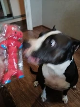 HOOMIN juego de mascotas juguetes para masticar para perros y gatos, mascotas animales de forma caucho chillón juguete para perros con sonido Juguetes