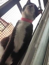 Repelente de mosquitos contra pulgas de gato, tamaño ajustable, eliminación efectiva de pulgas, piojos, ácaros, mosquitos, Color rosa, Shippi