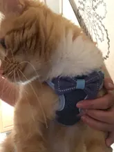 Breakaway Cat Collar Cute Bow Vests Cat Harness and Leash Cat Product Cat Accessories