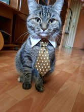 [MPK Store] Cat Toy Cat Costume Clip Tie for Cats and Dogs, Cat Collar