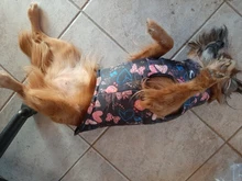 Ropa de invierno para mascotas ropa para perros, abrigo, chaqueta, traje para perros, chaleco para mascotas, ropa de Chihuahua, chaqueta, ropa para perros
