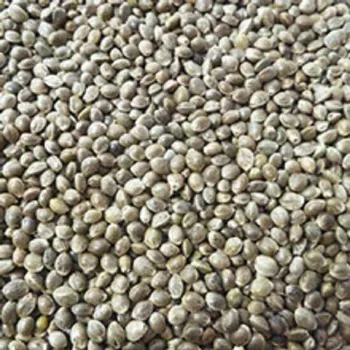 

Bulk CAMON 200 GR 4 KG