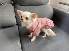 Dog-Dress Dogs-Skirt Yorkshires Chihuahau Winter Dot for Autumn