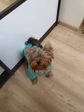 Coats Jumpsuits Overalls Yorkie-Clothing Puppy Dog-Jacket Pet-Dog Small Dogs Waterproof