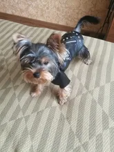 Pet Clothing Costumes Coat Kitten-Outfits Yorkshire Puppy Winter Warm Autumn for Chihuahua