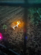 Collares de luz LED para perros de compañía, collares luminosos recargables y parpadeantes para perros de noche, Collar luminoso USB, decoración para el cuello que brillan en la oscuridad