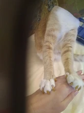 20 piezas gato suave del clavo de silicona tapas/gato de cubierta/garras de gato/Pet/uñas Protector con pegamento adhesivo y aplicador tamaño XS S M L