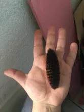 8,5 cm cerdas de jabalí Natural brocha de afeitar para Barba para los hombres bambú masaje que funciona maravillas a peine de barba y bigote