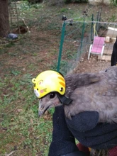 Bird-Hat Chicken-Helmet Pets Funny for Protective Hen Hood 3/2/1pcs