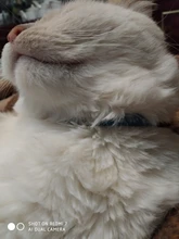 Collier-Collar para gatos con estampado de pata, correa de nailon ajustable para el cuello, para gatos