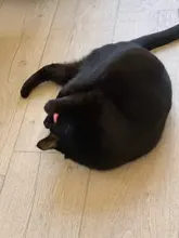 Supplie-Products Interactive-Ball Pet-Playing-Ball Teaser Smart-Toys Catnip Kitty Training