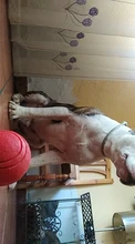 HOOPET Perro Pelota de Goma Juguete Mordedura-resistente Perros Pitbull Cachorro de Peluche Alimentos Para Mascotas
