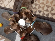 Dog-Bowl Puppy-Litter Silverstainless-Feeder Pets Dish-Weaning Food-Feeding Water And