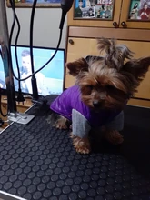 Hoodies Jacket Puppy French-Bulldog Small Dogs Waterproof Dog Chihuahua Winter Autumn