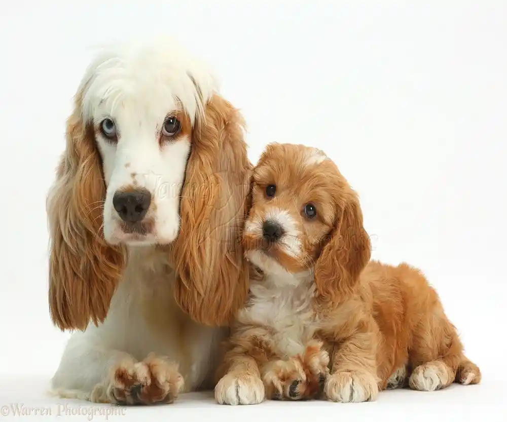 royal canin mini starter 4 kg