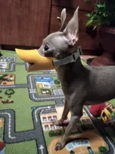 Bozal de silicona para perros, máscara bozal antimordida para perros pequeños y grandes, boquillas para la boca, accesorios de mascota perro