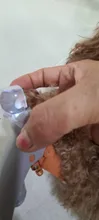 Perro tijeras de uñas para uñas Clippers de aseo de tijeras para garras de gato y perro productos con luz Led de tijeras de uñas SD