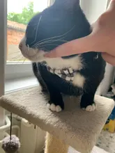 Collares de gato de rejilla a cuadros coloridos, Collar de lazo a rayas de algodón, Bulldog, Chihuahua, pajarita para cachorro, Bandana de fiesta para perro pequeño