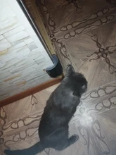 Cats Brush Pet-Product Groomer Cat-Massage Corner Comb Tickling The-Face with Rubs