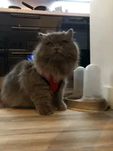 Mesh-Vest Harness Leash Walking-Lead Cat Small Dog Kitten Adjustable Puppy Nylon Mewoofun