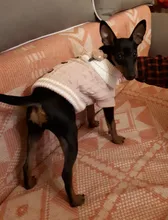 Sweater Puppy-Hoodie Dog-Jumper Winter Knited Small Cat with Cartoon-Design Warm Apparel