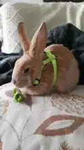 Mascota conejo suave arnés correa ajustable conejito tracción cuerda para correr WXV venta