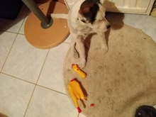 Toy Dog-Gadgets Rubber Chicken Pet-Dog Pet-Supplies Funny Squawking Yellow for Cat Screaming