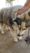 Peine de acero inoxidable para perros y mascotas, cepillo para quitar el pelo, herramienta de aseo para gatos, mango suave, accesorios para productos para mascotas #2