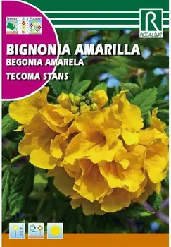 

ARBOL BIGNONIA yellow tropical plants