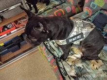 Vest Harness Collar Dog-Leash Pet-Dog German Shepherd Dogs K9 Walking Nylon Adjustable