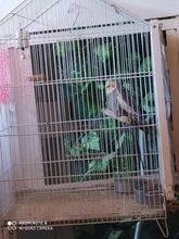 Juguetes Para loros, jaula para percha para pájaros soportes para loros, plataforma para masticar, juguete para masticar, pata de afilar, limpiar, juguetes para pájaros para morder, Color aleatorio, 1 unidad