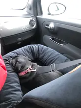 2 en 1 para mascotas perro protector plegable para asiento de coche Transportín seguro casa cachorro bolso accesorios de viaje para coche bolsa de asiento de perro a prueba de agua la cesta