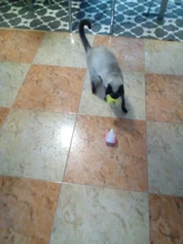 Vaso Swing juguetes para gatos gato interactivo equilibrio coche gato juguete de persecución con Catnip para mascotas productos para Dropshipping. Exclusivo.