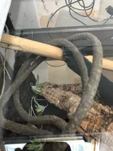 Lets Pet-vivero de reptiles, vid Flexible de la jungla, Hábitat Flexible para escalada de mascotas, 1m, 2018