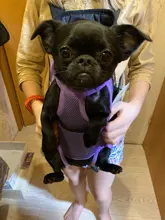 Bags Dog-Carrier-Bag Cat-Backpack Travel-Products Dogs Small Outdoor Breathable Mesh