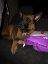 Collar táctico para perro, conjunto de correa ajustable para mascotas, entrenamiento militar al aire libre, caza, liberación rápida, perros medianos y grandes, Pastor Alemán