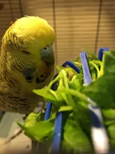 Basket Vegetable-Feeder Bird Pet-Feeding-Supplies Cage Hanging-Toys Fruit 2PCS Multi-Purpose