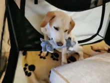 Juguetes Para Perros con sonido para mascotas, juguetes para perros con sonido divertido, Polar, durabilidad, mordedor, para todas las mascotas, elefante, pato y cerdo
