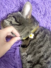 Puppy-Collar Bell Pet-Supplies Breakaway Chat Kittens Adjustable with Cut Cats Pour 