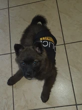 Traje de policía para Cosplay de perros y gatos, chaleco elástico negro, camiseta de cachorro, accesorios, ropa, disfraces