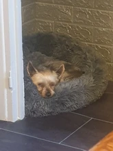 Camas redondas para gatos, casa de felpa suave y larga, La mejor cama de perro para canasta para perros, productos para mascotas, cojín, cama para gato, esterilla para animales, sofá para dormir