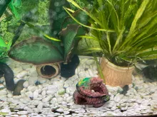 Accessorie Aquarium-Equipment Landscaping-Decoration Glass Fish-Tank Resin Artificial