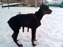 Vest Pouches Pet-Harness Dogs No-Pull Training Molle Military Hiking Tactical Large Medium