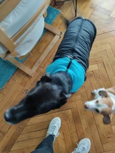 Chaleco impermeable para perros grandes y pequeños, abrigo cálido de invierno para cachorros, ropa para mascotas, 4XL, 5XL, nuevo