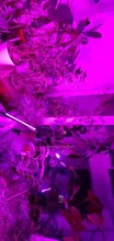 Grow-Light Lamps Timer Flowers Desktop-Clip LED Phyto Full-Spectrum For Plants DC5V USB