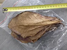 10 Uds Natural de alta calidad Terminalia Catappa hojas indio de Lour árbol hoja de oliva para agua de acuario equilibrio PH acidez